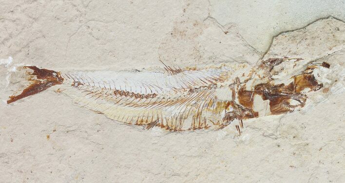 Cretaceous Fish (Sedenhorstia) - Lebanon #48530